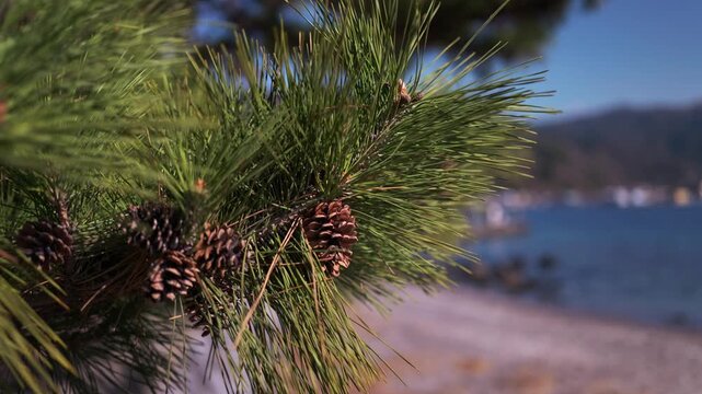 A pinecone on the beach