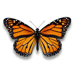Fototapeta premium Vibrant Monarch Butterfly with Open Wings Isolated on White Background, Delicate Nature Insect