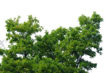 Fototapeta premium A tropical tree with leaves branches on white isolated background for green foliage backdrop 