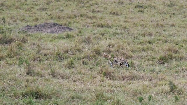 Small wild serval cat with its distinctive spotted coat, long legs and large ears hunting for prey in grassy plains of african savanna, cautiously stalking through tall grass. Rare animal in the wild
