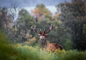 Naklejka premium A majestic red deer stag stands tall in the rain, its impressive antlers silhouetted against a blurred forest background. The stag appears alert and stoic, a powerful symbol of nature's resilience.
