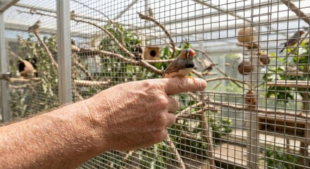 Zebra finch perches on finger in aviary, a colorful moment of connection and bird watching hobby