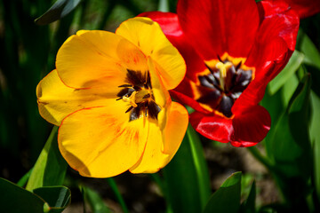 Obraz premium Bright yellow tulips blooming in fresh spring sunlight. Soft green background enhances natural beauty and seasonal renewal. Perfect for floral banners, eco ads, greeting cards, and nature blogs.