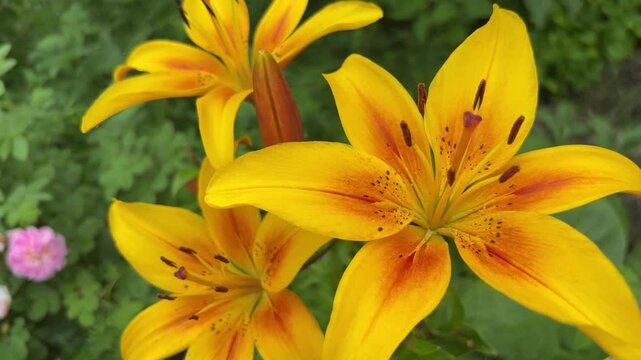 Bright yellow lily flowers in full bloom outdoors with green background.