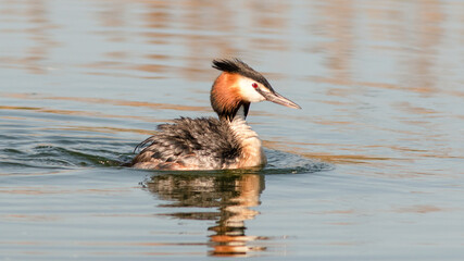 great crested grebe