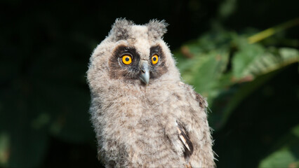 Obraz premium great grey owl