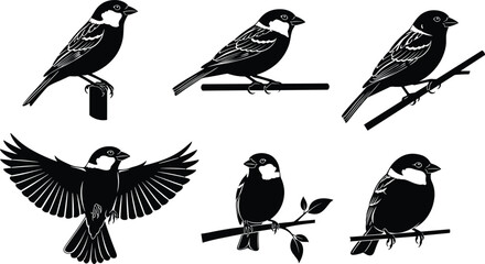 Set of bird silhouettes featuring sparrows and tits perched on branches and flying representing nature wildlife ornithology garden birds avian life and spring season concept © Sohidul