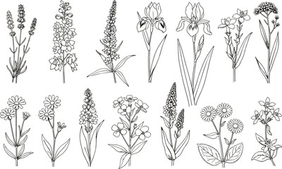 Hand drawn botanical wildflower sketches set, black ink line art of lavender iris and daisy, floral vector illustrations on white background. © Rubel