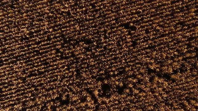 Wheat aligning in uniform harvest rows. Grain spreading methodically across farmland. Barley growing densely in rhythmic pattern. Rye forming structured lines on golden field