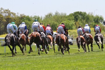 Carrera de caballos a galope en pista de hierba de hip&oacute;dromo