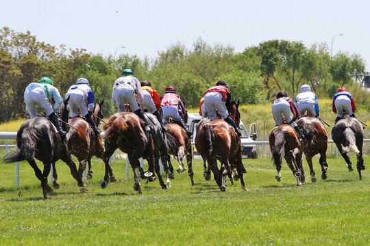 Carrera de caballos galopando con grupo en pelot&oacute;n sobre pista de hierba de hip&oacute;dromo