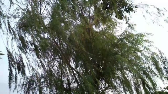 Babylon willow or Weeping willow (Salix babylonica) Its leaves sway gently in the breeze. Also called Janda merana tree, Liang liu. Natural background