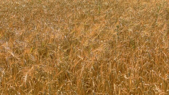 Golden grain crop covering mature wheat field before harvest. Rural barley landscape filled with dry shimmering ears across farmland. Countryside rye area covered with ripe cereal plants on