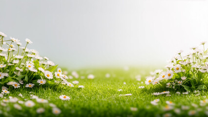 柔らかな日差しが降り注ぐ緑の芝生に、可憐な白いデイジーが咲き誇る春の野原。爽やかで平和な自然の風景を表現した、明るい雰囲気の背景素材
