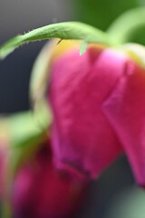 a closeup shot of beautiful pink flower on blurred background