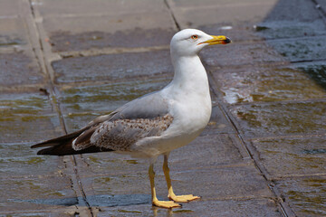 City wildlife. Seagull in Venice square