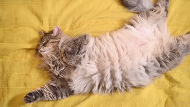 A cat stretches and relaxes on a yellow blanket. The video shows multiple views, highlighting the cat's movements and positions