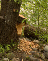 Obraz premium Beaver damage to trees on Lake Constance