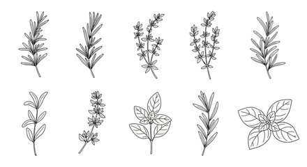 Obraz premium Botanical Herb Collection – Hand Drawn Medicinal and Culinary Plants Line Art Set