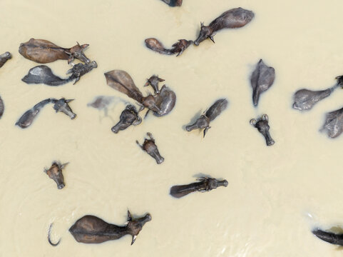 Aerial view of water buffalos submerged in the murky river waters, their dark forms contrasting against the light-colored water, Rajshahi, Rajshahi Division, Bangladesh.