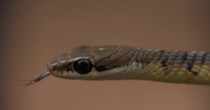 Closeup of a Bronze-backed Tree Snake head, round eyes alert, flicking its tongue in slow motion