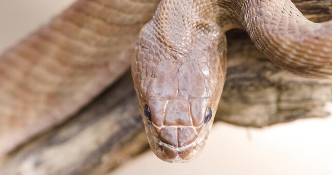 Top-down macro: Light-coloured Forsten's Cat Snake coiled in a striking defensive pose.