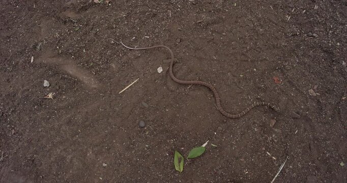 Slow-motion slither: A Common Kukri snake glides gracefully across the ground.