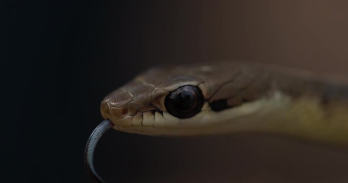 Stunning slow-motion: Big-eyed Bronze-backed Tree Snake tasting the air in macro.