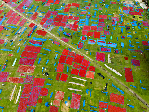 Aerial view of drying chili peppers and blue tarps creating a vibrant patchwork across the green fields, Tentulia, Rangpur Division, Bangladesh.