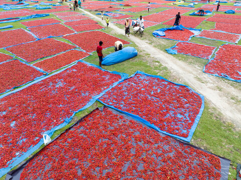 Aerial view of vibrant red chilies spread across blue tarps in a geometric pattern, creating a striking contrast against the green grass, Tentulia, Rangpur Division, Bangladesh.