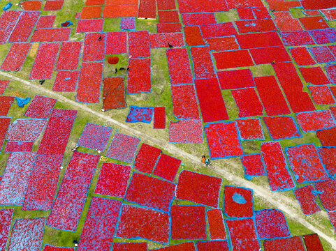 Aerial view of vibrant red chili peppers drying in geometric patterns on the green fields, creating a striking contrast of color and texture, Tentulia, Rangpur Division, Bangladesh.