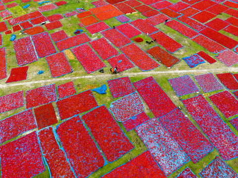 Aerial view of vibrant red chilies spread across the green fields, creating a striking contrast of colors, Tentulia, Rangpur Division, Bangladesh.