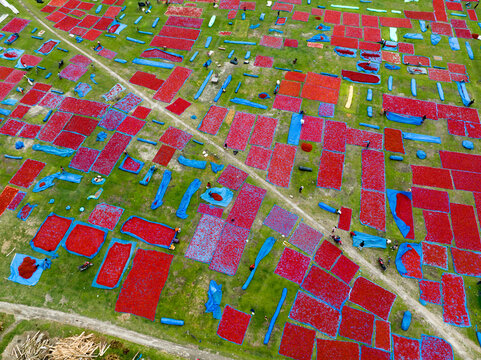 Aerial view of fields ablaze with the fiery red of drying chilies contrasted against patches of blue tarps and green grass, Tentulia, Rangpur Division, Bangladesh.