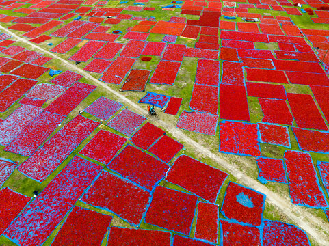 Aerial view of vibrant red chili peppers spread across fields, contrasting sharply with green grass patches, creating a textured mosaic, Tentulia, Rangpur Division, Bangladesh.