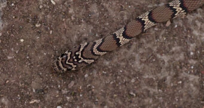 Top-down macro: Common Kukri snake with bulging eyes flicks its forked tongue in slow motion.