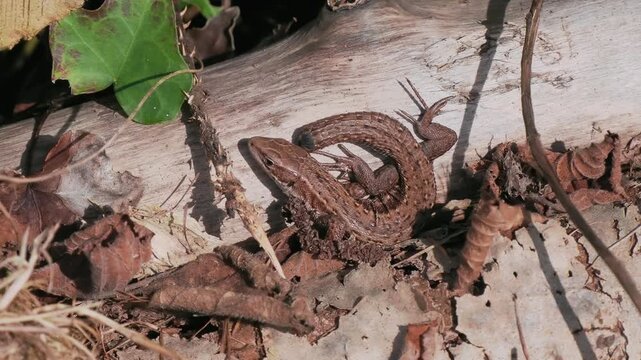 A Common Lizard Showing Tail Loss Sunbathing on a Sunny Winters Day
