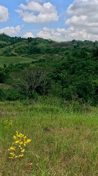 Dolly up from the lush green grass to reveal the view of rolling hills under a bright blue sky with fluffy clouds