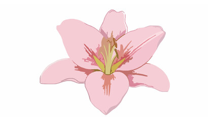 Obraz premium Pink lily flower watercolor illustration isolated on white background