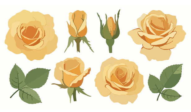 Yellow rose watercolor vector illustration set isolated on white