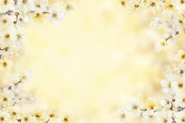 Soft Yellow Spring Background with Delicate Blossom Border