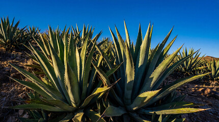Agave plants thrive for Cinco de Mayo under blue sky