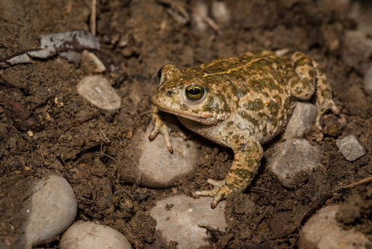 Diagonal-frontal view of a natterjack toad