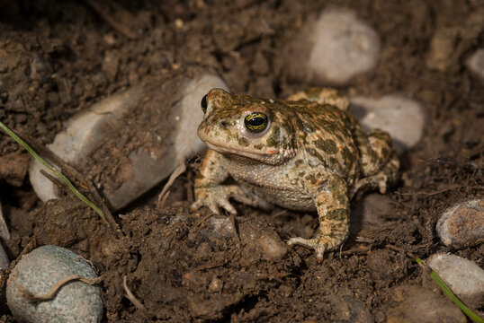 Diagonal-frontal view of a natterjack toad from a low angle