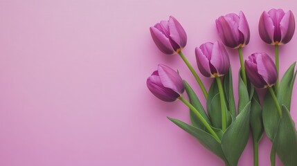 Fototapeta premium Purple tulips arranged on a pastel background with space for messages or text in a simple design