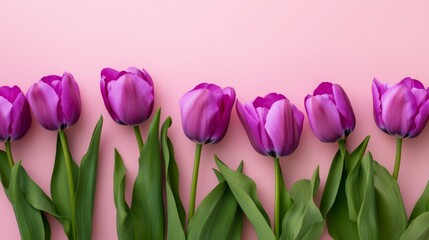 Fototapeta premium Purple tulips arranged neatly on a soft pastel background with space for text and design elements