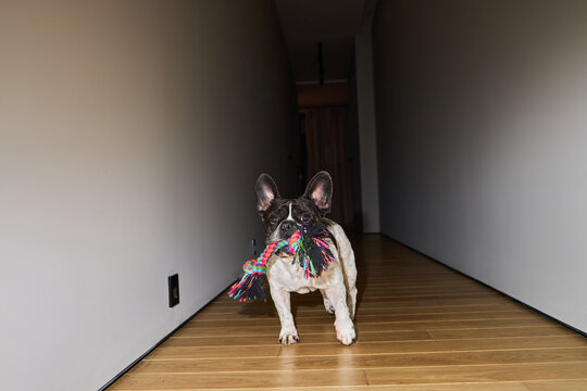 French Bulldog running down hallway carrying colorful rope toy in mouth, ears perked up and eyes focused forward, wooden floor and plain walls visible in background