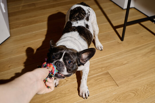 French Bulldog playing tug of war with human hand holding colorful rope toy, standing on wooden floor, showing playful expression and strong grip with teeth, ears perked up