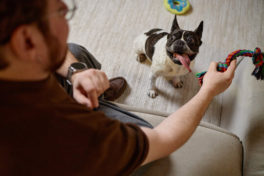 Caucasian young adult man sitting on sofa holding colorful rope toy while French Bulldog standing on carpet looking up with tongue out anticipating playtime indoors