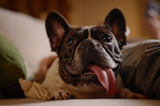 French Bulldog lying on sofa with tongue out, looking directly at camera, ears perked up, surrounded by human arms, capturing playful and relaxed domestic pet moment