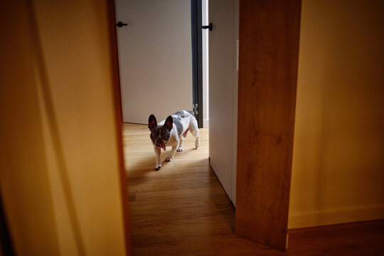 French bulldog standing on wooden floor in hallway between open doors, looking forward with ears perked, illuminated by indoor lighting, waiting or observing surroundings